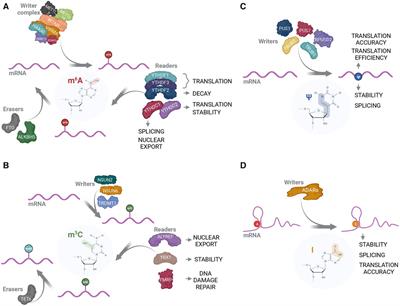 Frontiers | Do RNA modifications contribute to modulation of